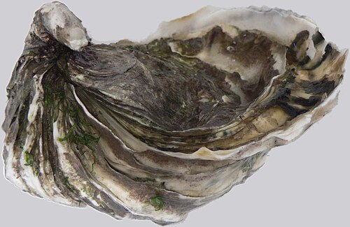 Crassostrea gigas